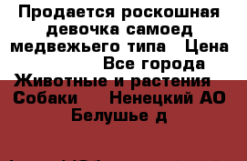 Продается роскошная девочка самоед медвежьего типа › Цена ­ 35 000 - Все города Животные и растения » Собаки   . Ненецкий АО,Белушье д.